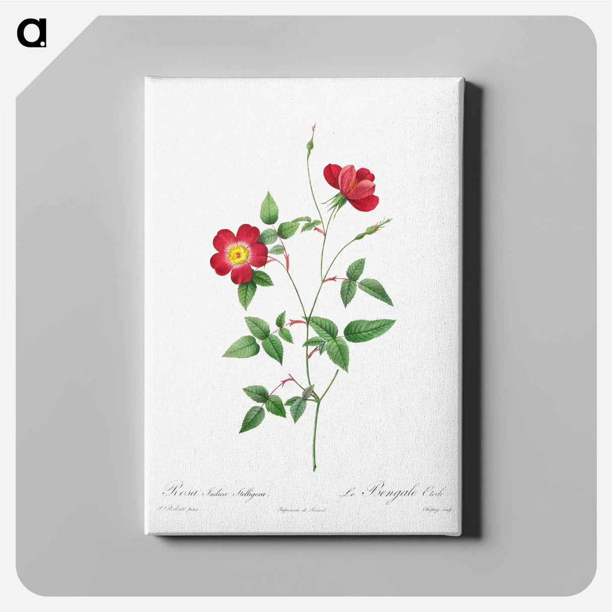 アートパネル-Rosa Indica Stelligera - ピエール ジョゼフ ルドゥーテ Canvas.