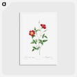 アートポストカード-Rosa Indica Stelligera - ピエール ジョゼフ ルドゥーテ Postcard.