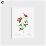 アートポストカード-Rosa Indica Stelligera - ピエール ジョゼフ ルドゥーテ Postcard.