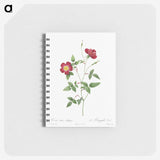 2-51_Pierre-Joseph-Redoute_memo