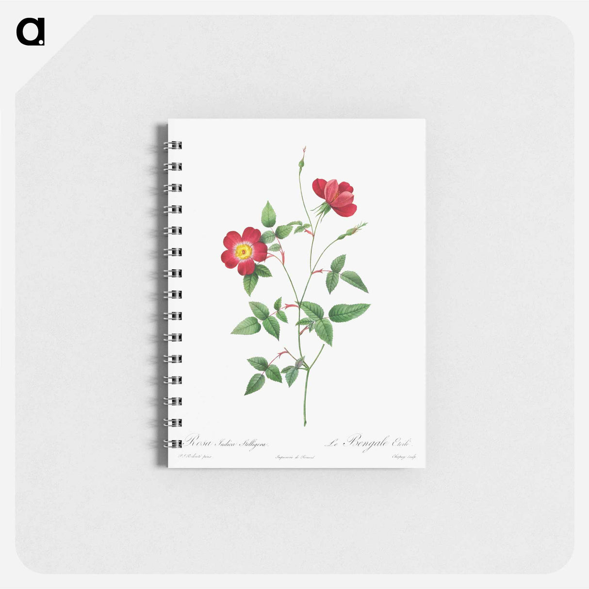 Rosa Indica Stelligera - ピエール ジョゼフ ルドゥーテ Memo.
