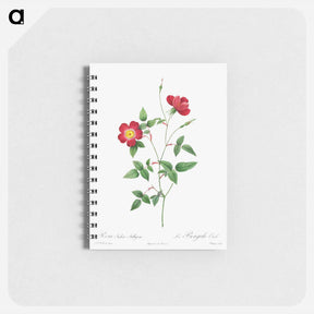 アートメモ帳-Rosa Indica Stelligera - ピエール ジョゼフ ルドゥーテ Memo.
