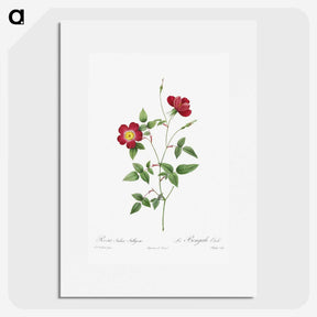 2-51_Pierre-Joseph-Redoute_picture