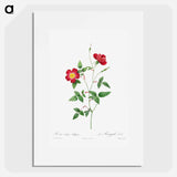 Rosa Indica Stelligera - ピエール ジョゼフ ルドゥーテ Poster.