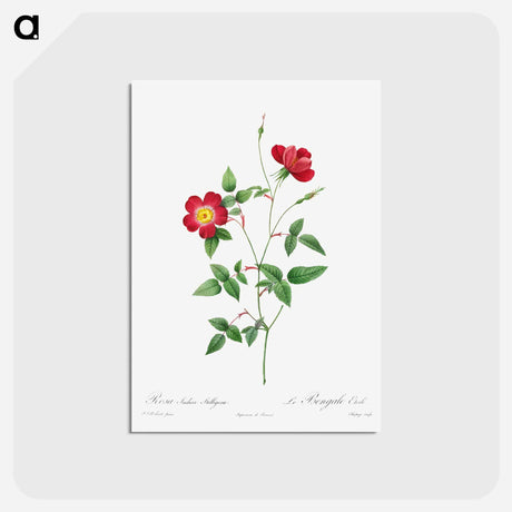 アートポストカード-Rosa Indica Stelligera - ピエール ジョゼフ ルドゥーテ Postcard.