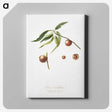 2-51_Pomona-Italiana_canvas