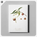 2-51_Pomona-Italiana_canvas