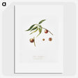 2-51_Pomona-Italiana_picture