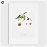 2-51_Pomona-Italiana_picture