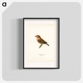 アートポスター-Parrot Crossbill
 - スヴェンスカ フォグラル Poster.