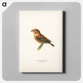 アートパネル-Parrot Crossbill
 - スヴェンスカ フォグラル Canvas.