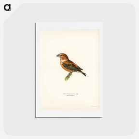 アートポストカード-Parrot Crossbill
 - スヴェンスカ フォグラル Postcard.