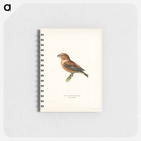 アートメモ帳-Parrot Crossbill
 - スヴェンスカ フォグラル Memo.