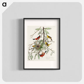 アートポスター-Orchard Oriole from Birds of America
 - アメリカの鳥たち Poster.