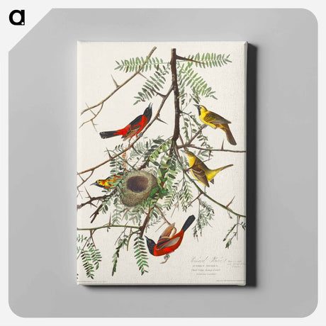 アートパネル-Orchard Oriole from Birds of America
 - アメリカの鳥たち Canvas.