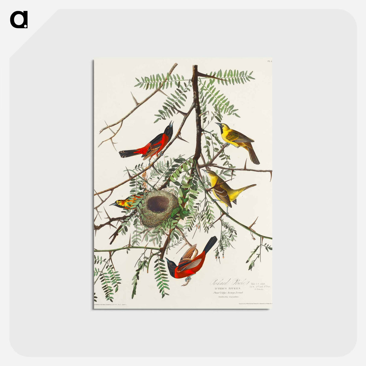 アートポストカード-Orchard Oriole from Birds of America
 - アメリカの鳥たち Postcard.