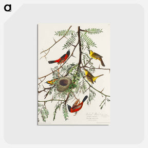 アートポストカード-Orchard Oriole from Birds of America
 - アメリカの鳥たち Postcard.