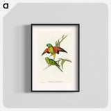 アートポスター-Scaly-breasted Lorikeet
 - オーストラリアの鳥 Poster.