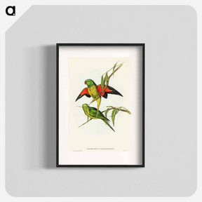 アートポスター-Scaly-breasted Lorikeet
 - オーストラリアの鳥 Poster.