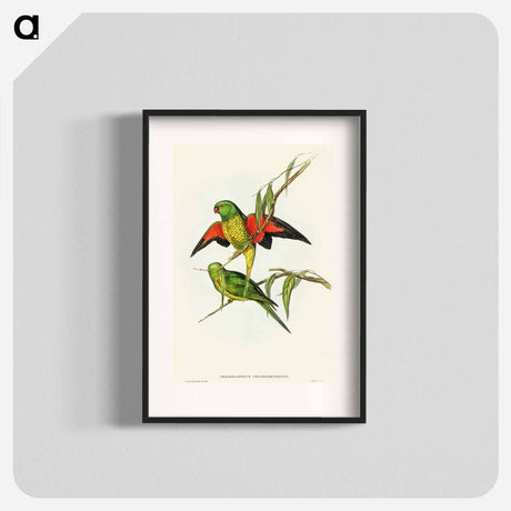 アートポスター-Scaly-breasted Lorikeet
 - オーストラリアの鳥 Poster.