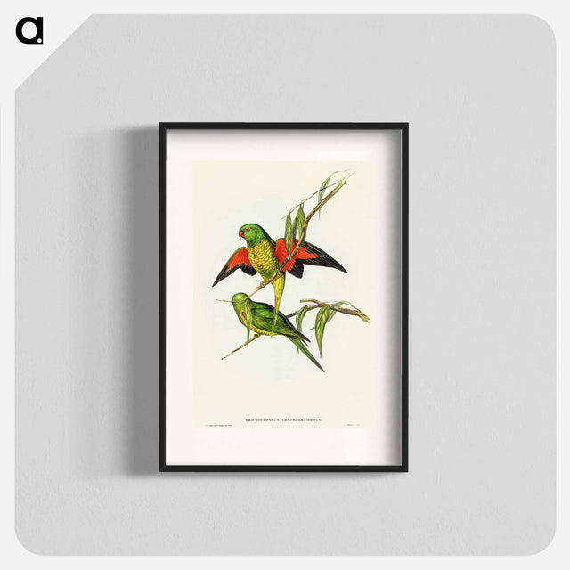 アートポスター-Scaly-breasted Lorikeet
 - オーストラリアの鳥 Poster.