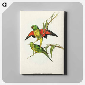 アートパネル-Scaly-breasted Lorikeet
 - オーストラリアの鳥 Canvas.