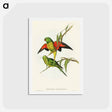 アートポストカード-Scaly-breasted Lorikeet
 - オーストラリアの鳥 Postcard.