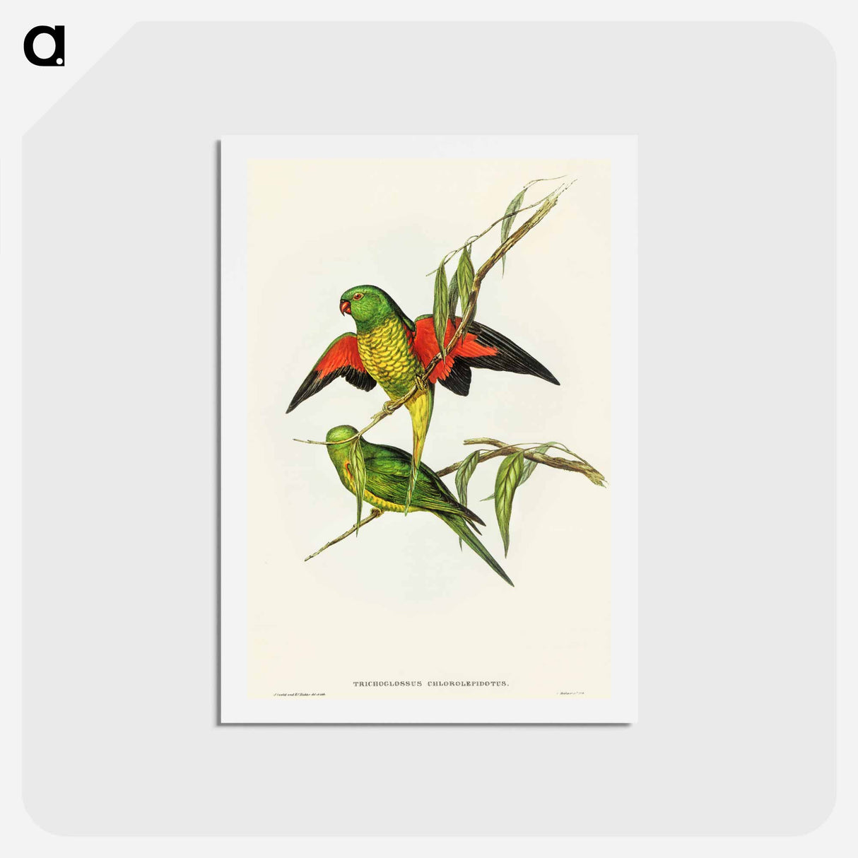 アートポストカード-Scaly-breasted Lorikeet
 - オーストラリアの鳥 Postcard.