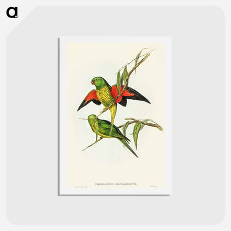 アートポストカード-Scaly-breasted Lorikeet
 - オーストラリアの鳥 Postcard.