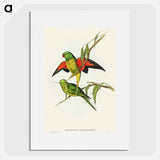 アートポスター-Scaly-breasted Lorikeet
 - オーストラリアの鳥 Poster.