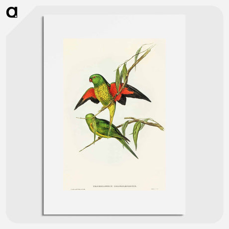 アートポスター-Scaly-breasted Lorikeet
 - オーストラリアの鳥 Poster.