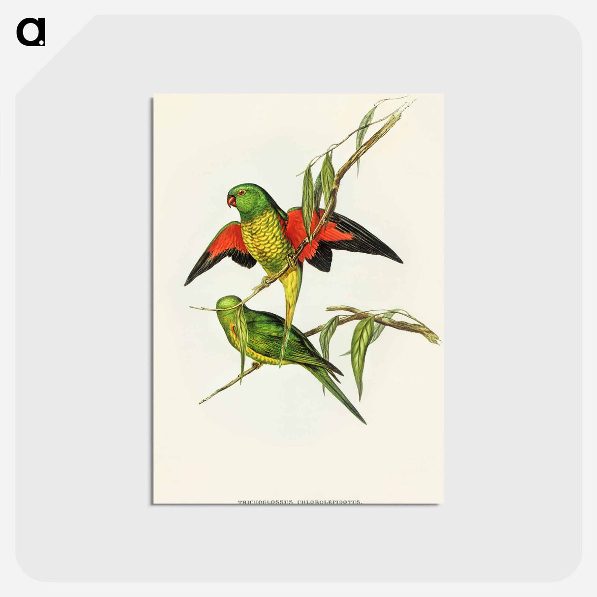 アートポストカード-Scaly-breasted Lorikeet
 - オーストラリアの鳥 Postcard.