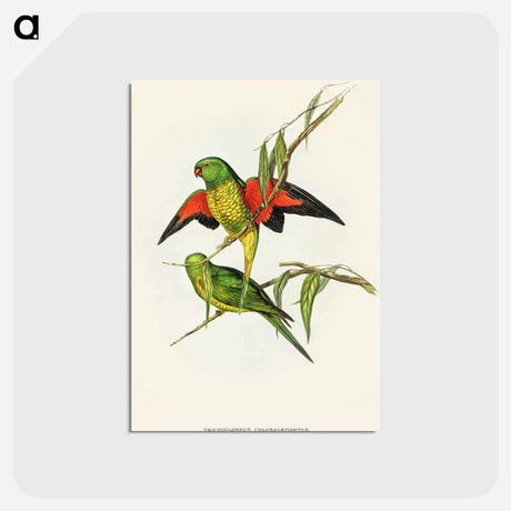 アートポストカード-Scaly-breasted Lorikeet
 - オーストラリアの鳥 Postcard.