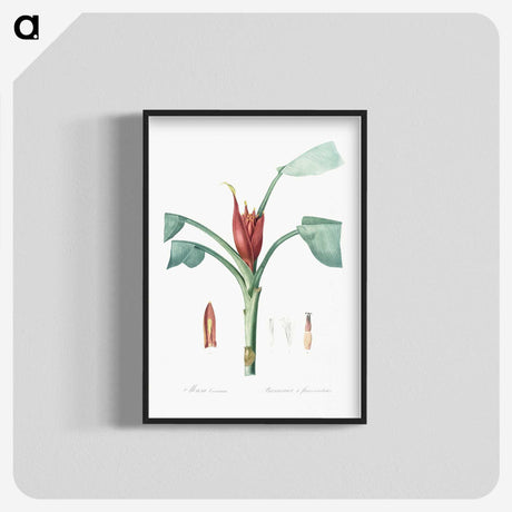 2-51_The-Lilies_blk-crop