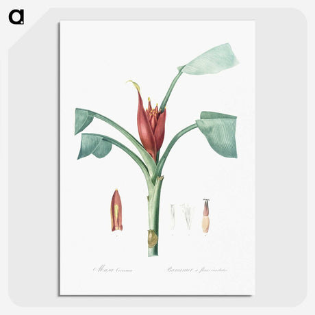 2-51_The-Lilies_picture-crop