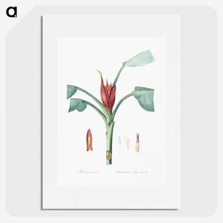 2-51_The-Lilies_picture