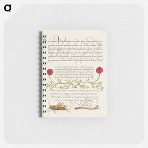 アートメモ帳-Pheasant's Eye, Cricket or Grasshopper, and Wireworm
 - 書道のお手本 Memo.