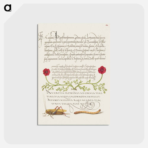 Pheasant's Eye, Cricket or Grasshopper, and Wireworm
 - 書道のお手本 Postcard.