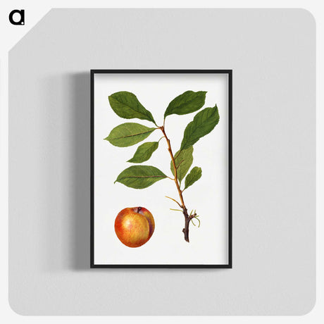 2-51_USDA-Watercolor-Fruit-Painting-Collection_blk-crop