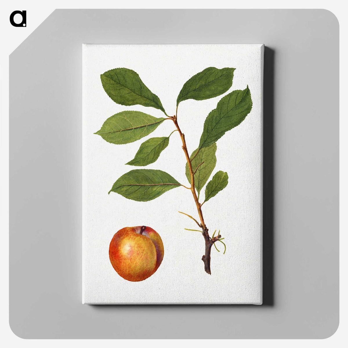 2-51_USDA-Watercolor-Fruit-Painting-Collection_canvas