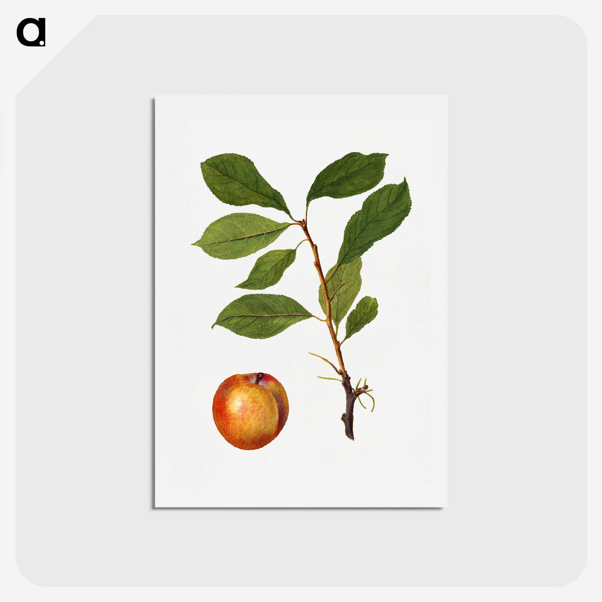 2-51_USDA-Watercolor-Fruit-Painting-Collection_hagaki