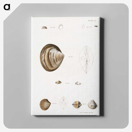 2-51_Zoology-of-New-York_canvas