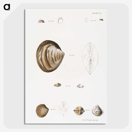 2-51_Zoology-of-New-York_picture-crop