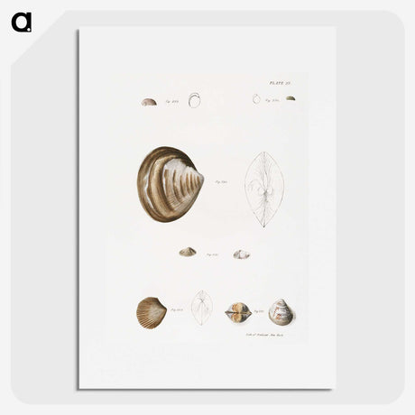 2-51_Zoology-of-New-York_picture