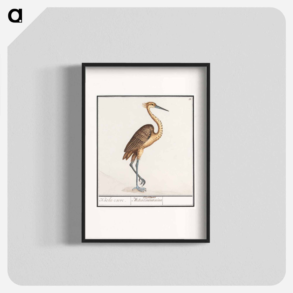 Heron, Ardea - アンセルムス ボエティウス デ ブート Poster.