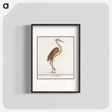 Heron, Ardea - アンセルムス ボエティウス デ ブート Poster.