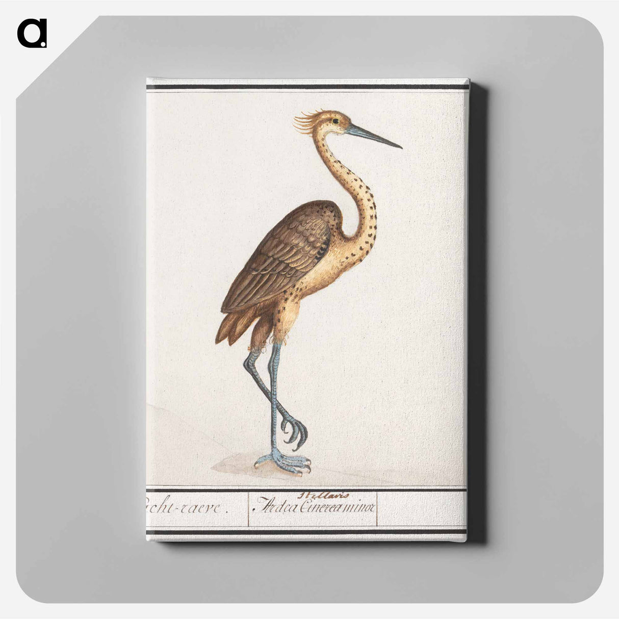 Heron, Ardea - アンセルムス ボエティウス デ ブート Canvas.