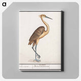 Heron, Ardea - アンセルムス ボエティウス デ ブート Canvas.