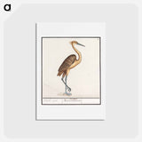アートポストカード-Heron, Ardea - アンセルムス ボエティウス デ ブート Postcard.