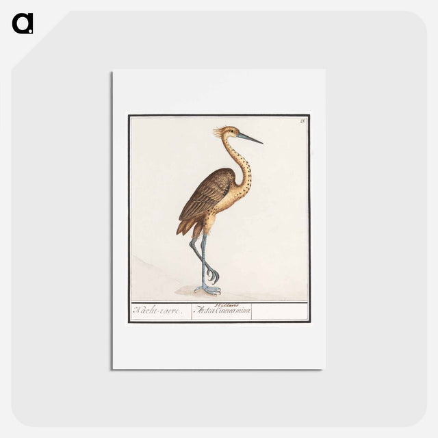 アートポストカード-Heron, Ardea - アンセルムス ボエティウス デ ブート Postcard.